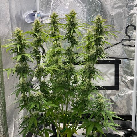Cookies Gelato Automatic growlog timeline photo