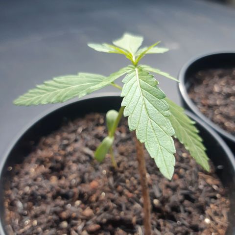 Prenseed 01 growlog timeline photo