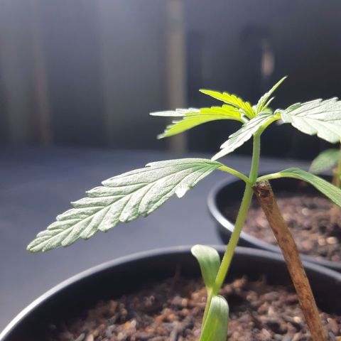 Prenseed 01 growlog timeline photo