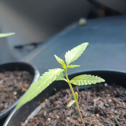 Prenseed 02 growlog timeline photo