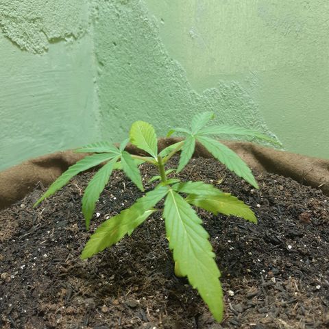 Prenseed 01 growlog timeline photo