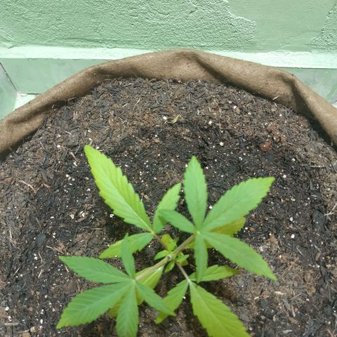 Prenseed 01 growlog timeline photo