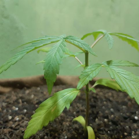 Prenseed 01 growlog timeline photo