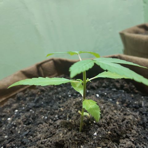 Prenseed 02 growlog timeline photo