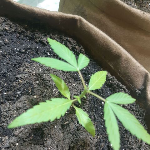 Prenseed 02 growlog timeline photo