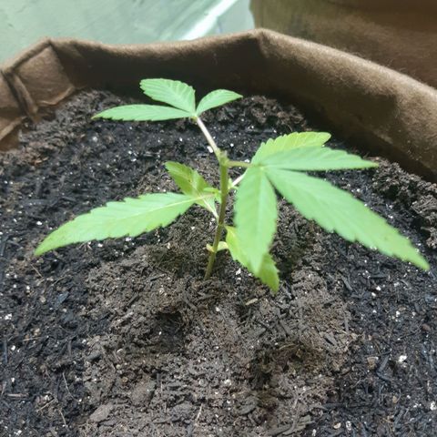Prenseed 02 growlog timeline photo