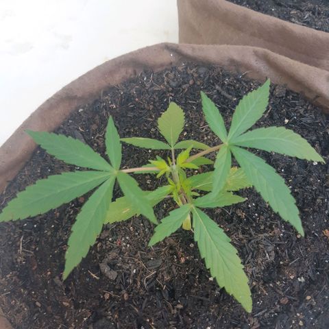 Prenseed 01 growlog photo: Cresceram?
