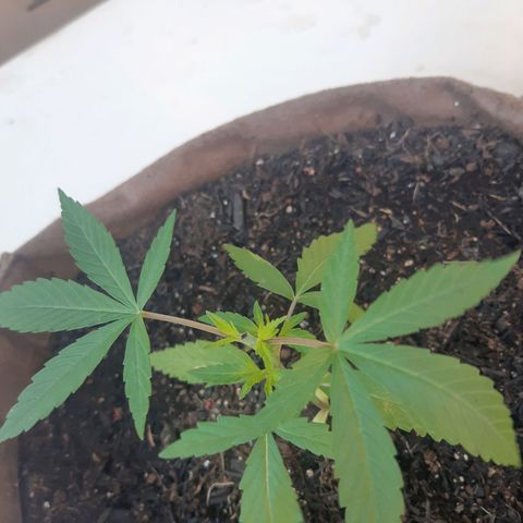Prenseed 01 growlog photo: Cresceram?