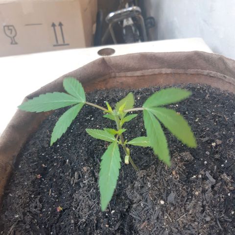 Prenseed 02 growlog timeline photo