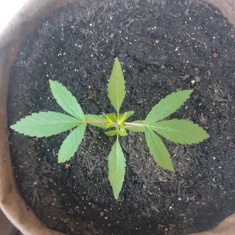 Prenseed 02 growlog timeline photo