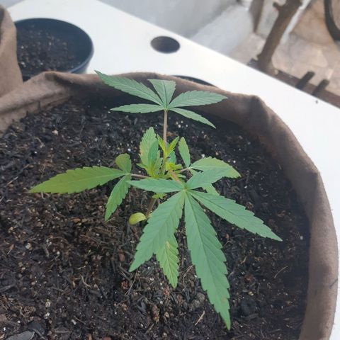 Prenseed 01 growlog photo: Cresceram?