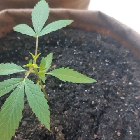 Prenseed 02 growlog timeline photo