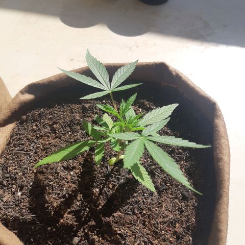 Prenseed 01 growlog timeline photo