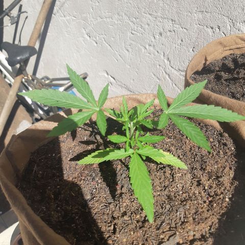 Prenseed 01 growlog timeline photo
