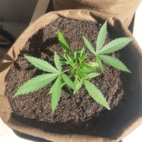 Prenseed 01 growlog timeline photo