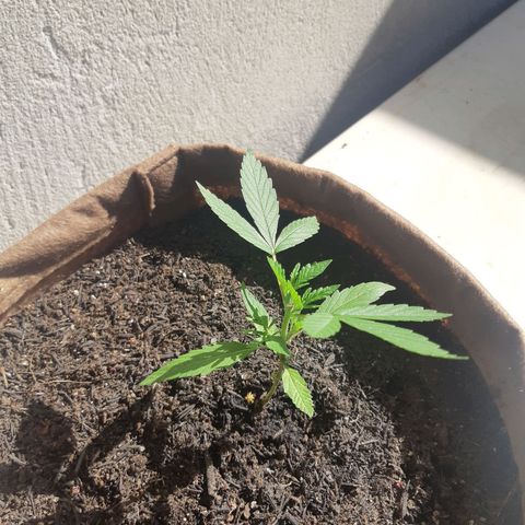 Prenseed 02 growlog timeline photo