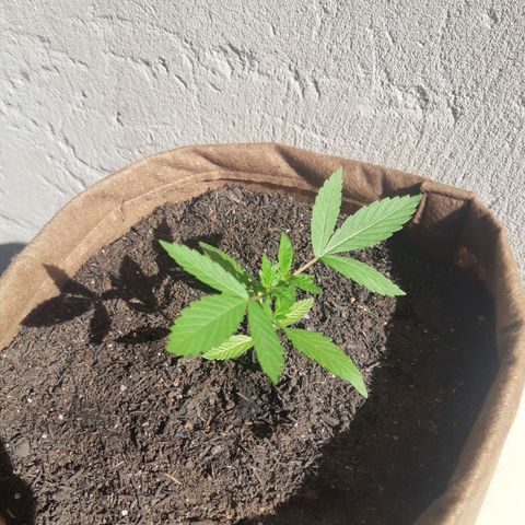 Prenseed 02 growlog timeline photo