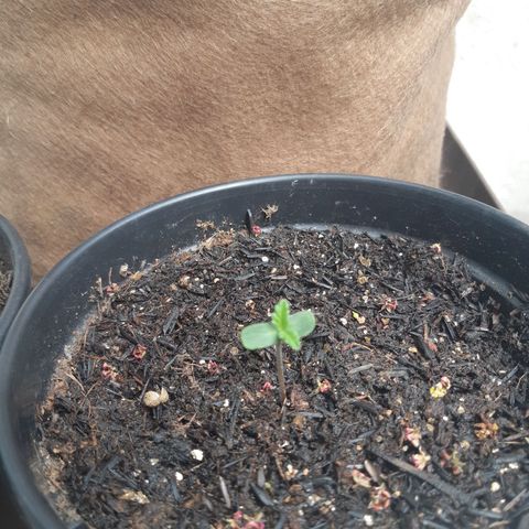 Prenseed 03 growlog timeline photo