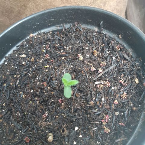 Prenseed 03 growlog timeline photo