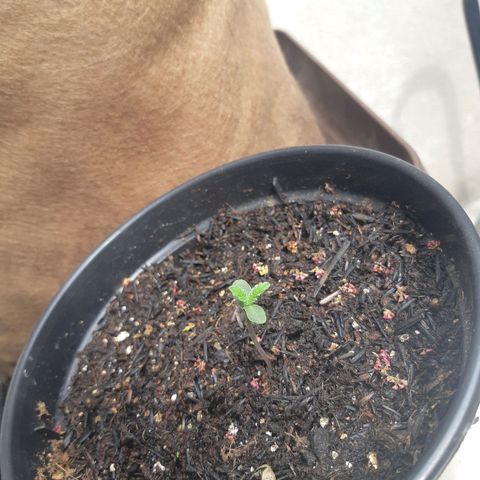 Prenseed 03 growlog timeline photo