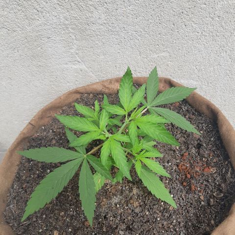 Prenseed 01 growlog timeline photo