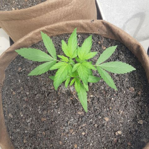 Prenseed 02 growlog timeline photo