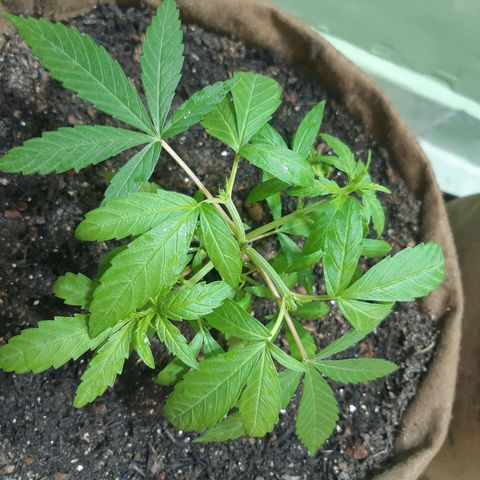 Prenseed 01 growlog photo: Segunda poda top