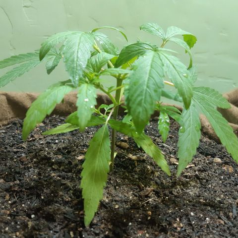 Prenseed 01 growlog photo: Segunda poda top