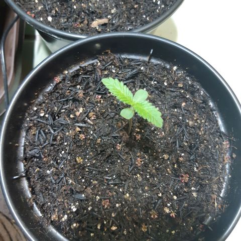Prenseed 03 growlog timeline photo