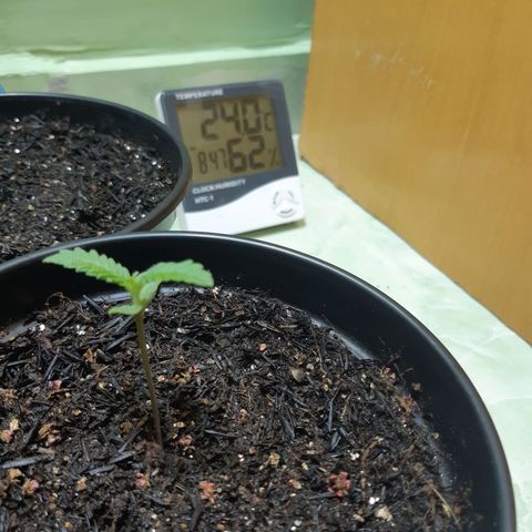 Prenseed 03 growlog timeline photo