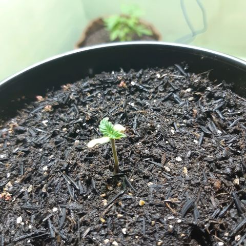 Kritical Bilbo (Zé seeds) growlog photo: Sei não.. 