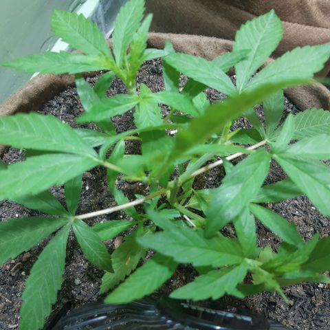 Prenseed 01 growlog timeline photo