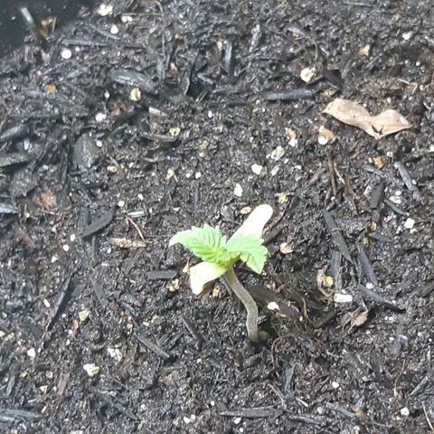 Kritical Bilbo (Zé seeds) growlog timeline photo