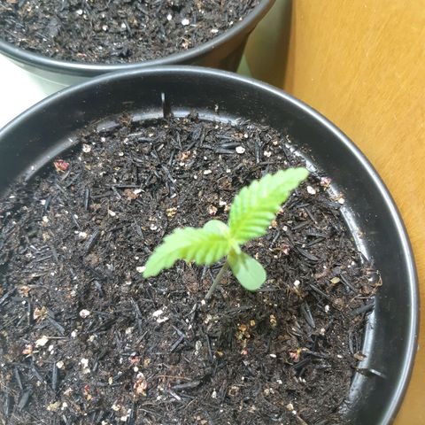 Prenseed 03 growlog timeline photo