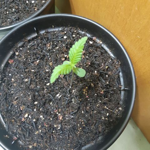 Prenseed 03 growlog timeline photo