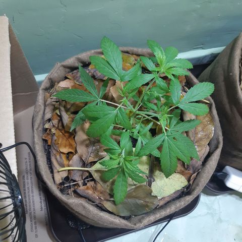 Prenseed 01 growlog timeline photo