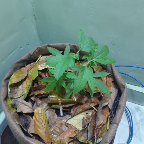 Prenseed 02 growlog timeline photo