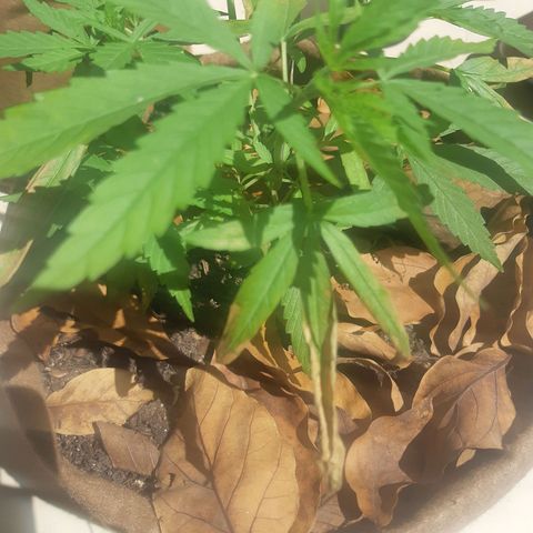 Prenseed 01 growlog photo: Overfert 