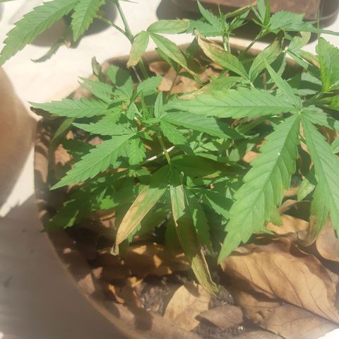 Prenseed 01 growlog photo: Overfert 