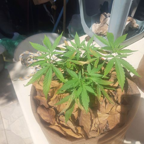 Prenseed 01 growlog photo: Overfert 