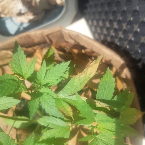 Prenseed 02 growlog photo: Overfert