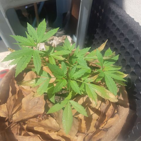 Prenseed 02 growlog photo: Overfert