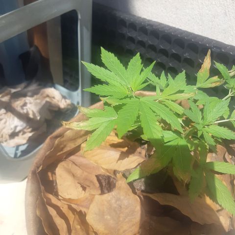 Prenseed 02 growlog photo: Overfert