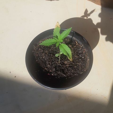 Prenseed 03 growlog timeline photo