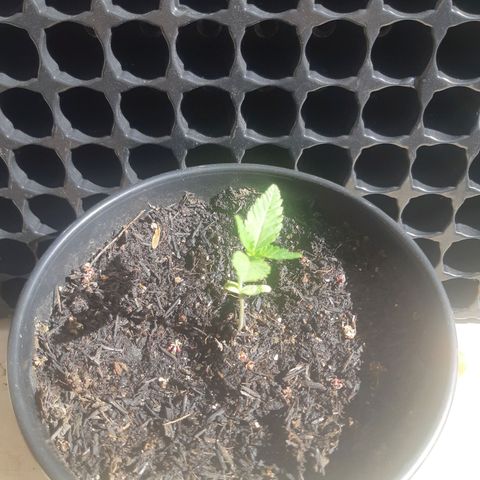 Kritical Bilbo (Zé seeds) growlog timeline photo
