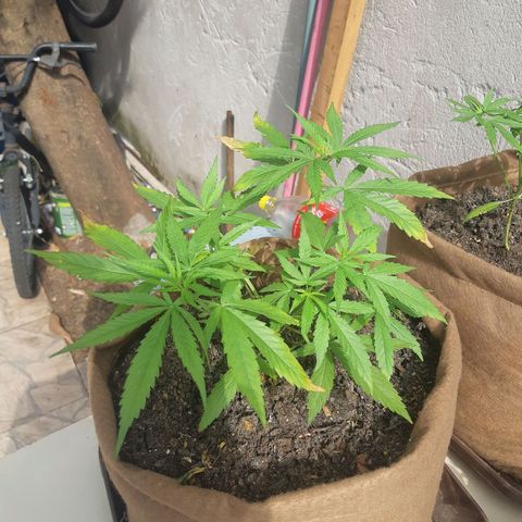 Prenseed 01 growlog timeline photo