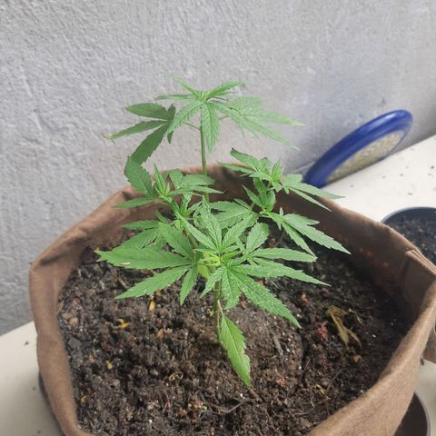 Prenseed 02 growlog timeline photo
