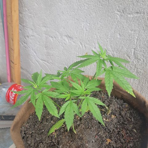 Prenseed 02 growlog timeline photo