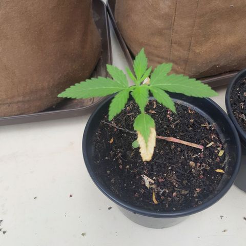 Prenseed 03 growlog timeline photo
