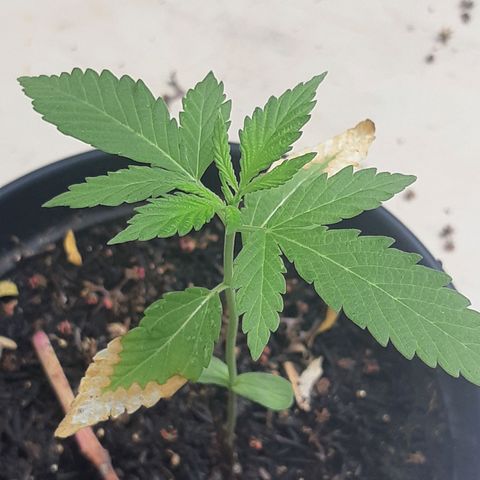 Prenseed 03 growlog timeline photo